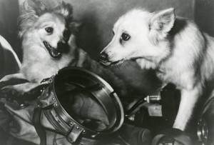 Den beiden Weltraumhunden gegenüber wurden ihre erfolglosen Vorgänger sich auch nicht erwähnt. Bild: Tekniska Museet, CC-BY 2.0, via flickr.com